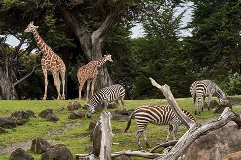 best zoo in asia|10 Best Zoos to Visit in Asia With Your Family This Summer.
